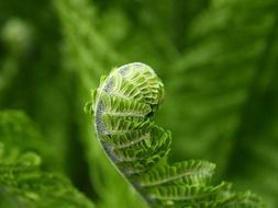 absolutely gorgeous fern green plant