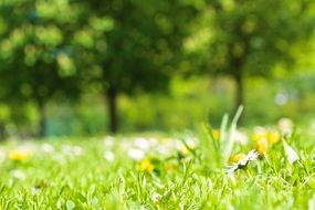 Meadow with flowers in the spring in a blurred background