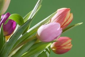 purple, red and pink tulips in a bouquet