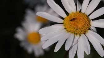 enchanting daisy flower