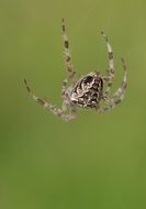 abseiling spider