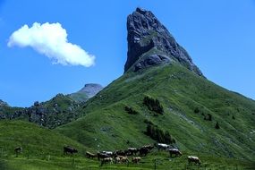 mountain cows feeding green hill