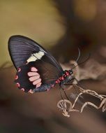 wildlife of a butterfly macro