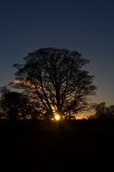 the light of the yellow sun through the crown of a tree at sunset