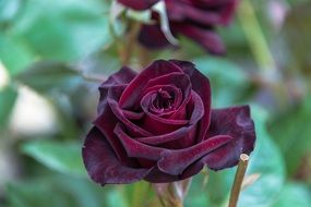 dark red rose petals