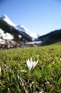 white snowdrop on the field near the mountain