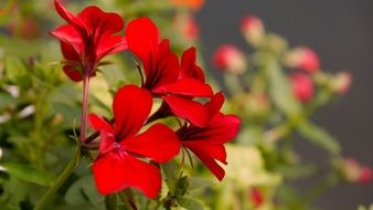 closeup of geranium red flowers