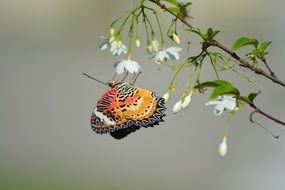 thailand butterfly in nature