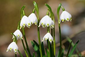 blooming white snowdrops in spring