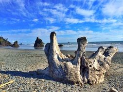 Logs on the beach on the landscape