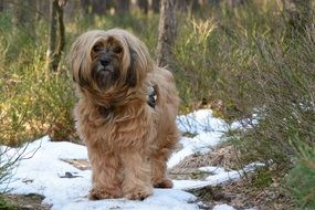 tibetan terrier stands in the snow in the forest