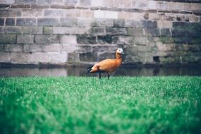 orange duck on bright green grass