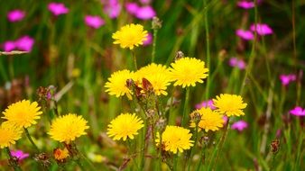 Dandelions and other flowers blossom in summer