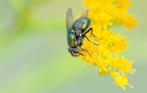 sitting fly on the yellow plant