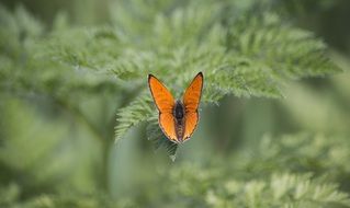 orange butterfly flower nature green