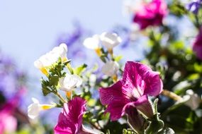 white and burgundy flowers in the garden in summer