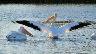 american white pelicans