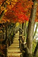 Beautiful colorful pathway with the trees in autumn