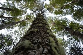view of the tree trunk from the bottom up