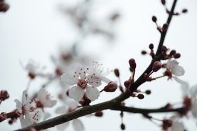 white flowers on branch at spring