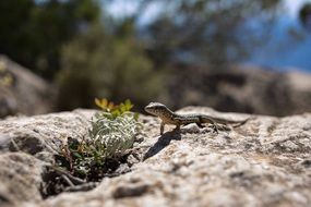 Tiny lizard in the wildlife