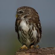 Beautiful colorful cute owl