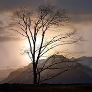 lonely tree on a mountain background