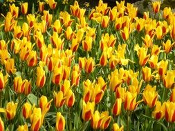 Tulips in Keukenhof