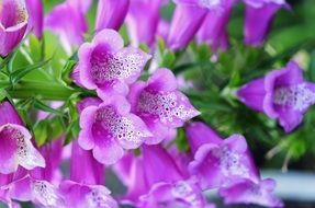 many buds of purple flower