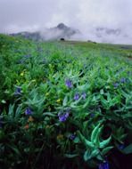 blooming mountain meadow in colorado