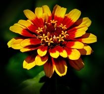 beautiful yellow-red flower grows in nature