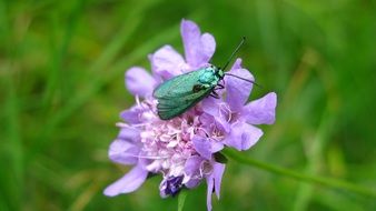 Beautiful Blue Zygaena On The Beautiful Colorful Flowers