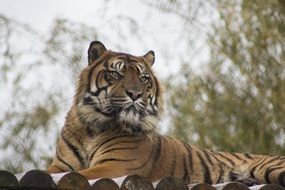 Tiger at the zoo