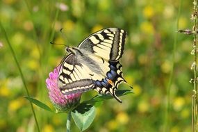 swallowtail butterfly on clover