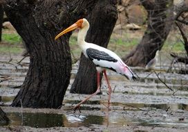 lonely stork between trees