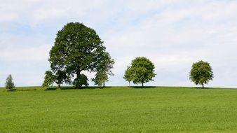 group of green trees in the meadow