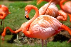 delightful flamingo bird