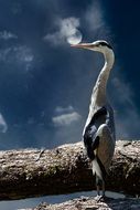 gray heron in the light of a bright moon