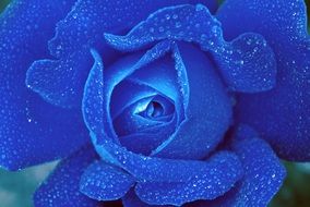blue rose in water drops