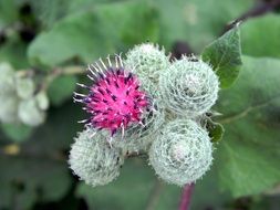 burdock, agrimony, top view of blooming plant