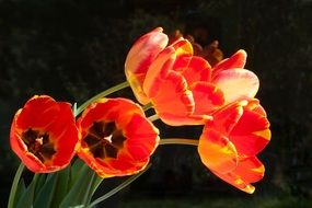 bouquet of red and yellow tulips