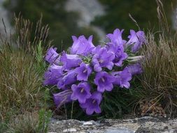 purple Campanula, mountain flowers among grass