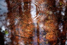 Reflection in the peaceful water