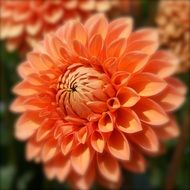 orange dahlias in the greenhouse