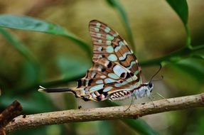 Colorful butterfly on the branch