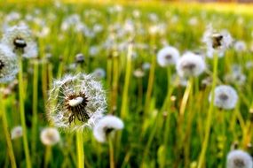beautiful and delightful dandelions