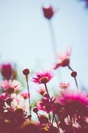macro picture of pink flowers field