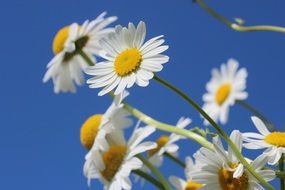 White daisies on a background of clear sky