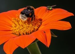 bee and fly on an orange flower