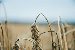 ears of ripe wheat close up